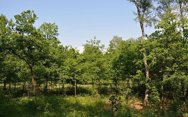 Zwangsversteigerung Unbebautes Waldgrundstück in 03099 Kolkwitz
